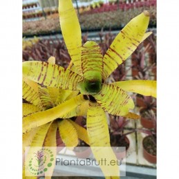 Neoregelia ampullacea Clone