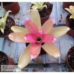 Neoregelia Nuance