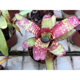 Neoregelia Ghost World