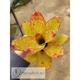 Neoregelia Chili Verde no...