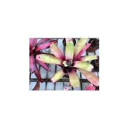 Neoregelia Inmaculate...