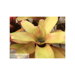 Neoregelia Subcompacta