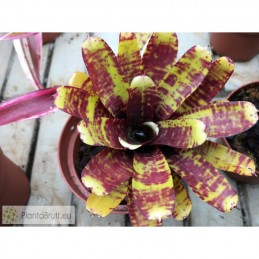 Neoregelia Ritzy Tiger
