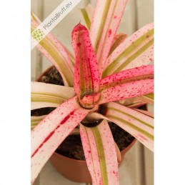 Neoregelia Iphigenie