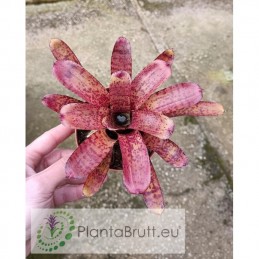 Neoregelia ampullacea Hybrid