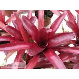 Neoregelia Red Bird