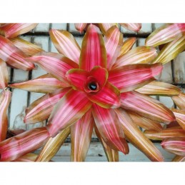 Neoregelia Vulcana