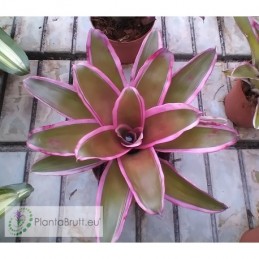 Neoregelia Franca