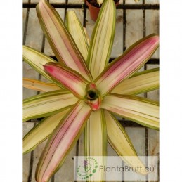 Neoregelia carolinae var....