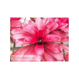 Neoregelia Fairy Nice