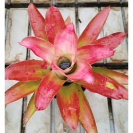 Neoregelia Medusa