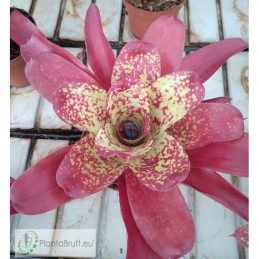 Neoregelia Alan Freeman Hybrid