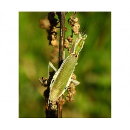 Pseudoharpax virescens L3