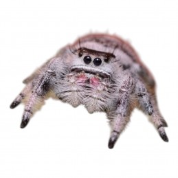 Phidippus regius dominica...