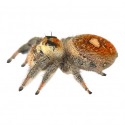 Phidippus regius Aventura...