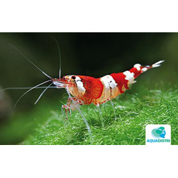 CARIDINA SP.CRISTAL RED...