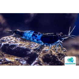 NEOCARIDINA HETEROPODA BLUE...