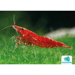 NEOCARIDINA DENTICULATA...