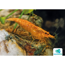 NEOCARIDINA HETEROPODA...