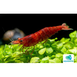 CARIDINA SP.FIRE RED 1.2-1.5CM