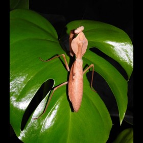 Rhombodera kirbyi