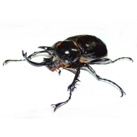 Megasoma mars - Couple de...