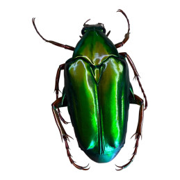 Chalcothea smaragdina A1