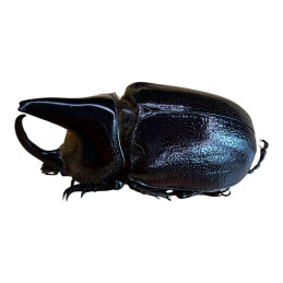 Heterogomphus whymperi Mâle...