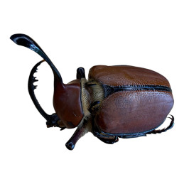 Golofa spatha Mâle 50-54mm A1