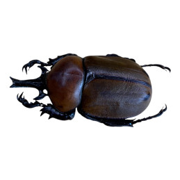 Brachysiderus...