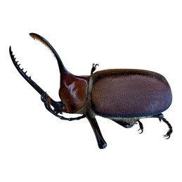 Golofa eacus Mâle 60mm A1