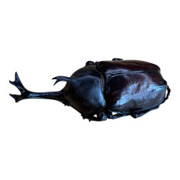 Allomyrina dichotomus...