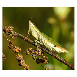 Pseudoharpax virescens L3