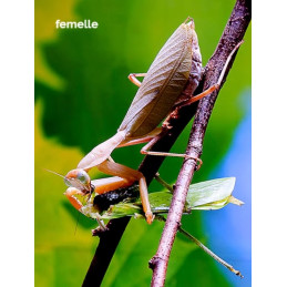 Sphodromantis lineola L3