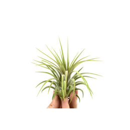 Tillandsia Ionantha Rubra 6...