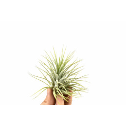 Tillandsia Ionantha verte 6...