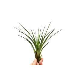 Tillandsia Melanocrater 12...