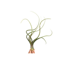 Tillandsia Baileyi 12 x 8 cm