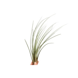 Tillandsia Juncea 25 x 8 cm