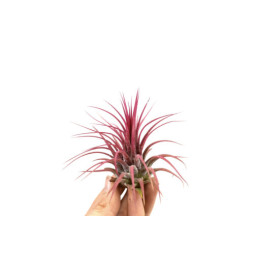 Tillandsia Ionantha rouge 6...