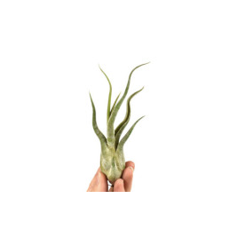 Tillandsia Caput Medusae 10...