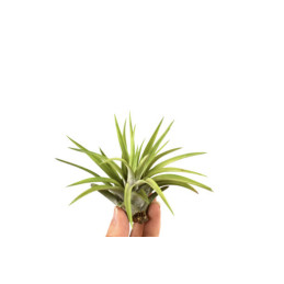 Tillandsia Abdita 10 x 10 cm