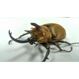 Megasoma typhon typhon-...