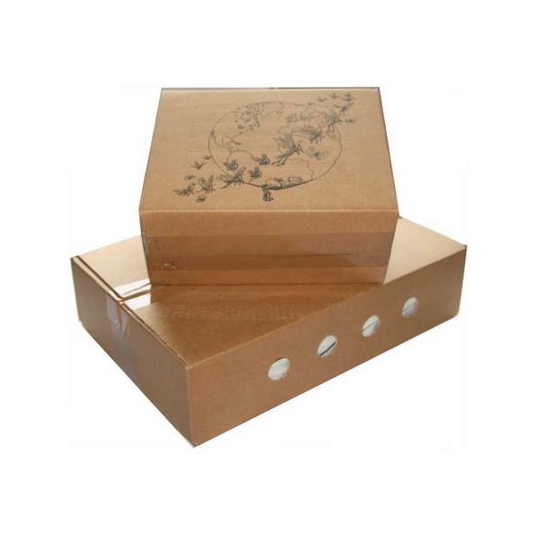 Grillons Domestiques Taille 4 / 500 Pièces