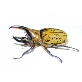 Dynastes hyllus - larve L2/L3