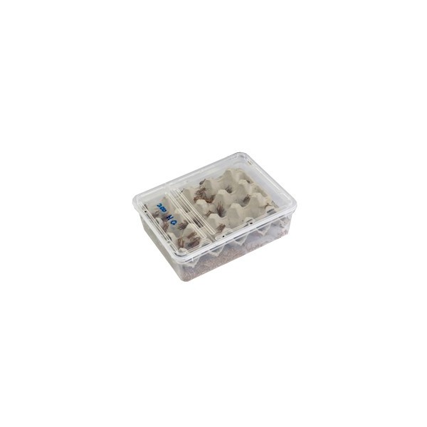 Grillons Assimilis Taille 7 / 120 Pièces