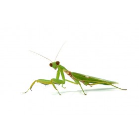 Hierodula patellifera L3