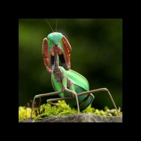 Hierodula majuscula L2