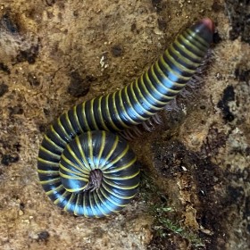 Anadenobolus monilicornis