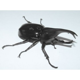Xylotrupes philippinensis...